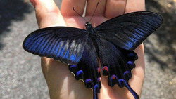 Экзотическую бабочку заметили жители Итурупа