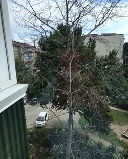 Огромное сухое дерево может рухнуть на жилой дом в Южно-Сахалинске        