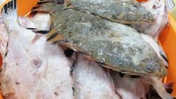 Рыбу по 40 рублей за килограмм доставили в Тымовское 19 октября 