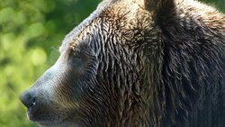 Медведь поел яблок на юге Сахалина и скоро умрет