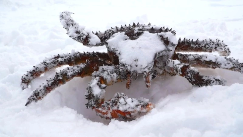 Краеведы Сахалинская крабалка