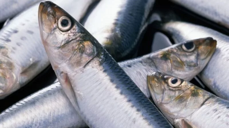 Сахалинские рыбаки готовят из селедки нежных «Жучков»