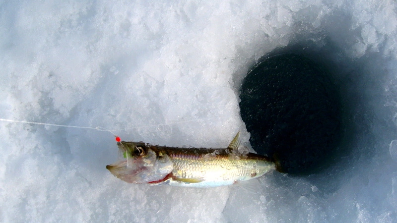 Зубарь в этом году бройлерный...