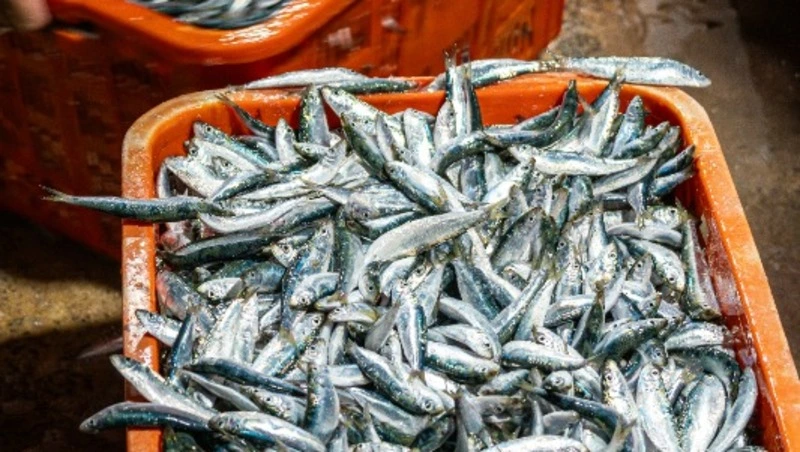 Россельхознадзор оформил больше 24 тысяч тонн рыбопродукции на экспорт в Приморье и на Сахалине