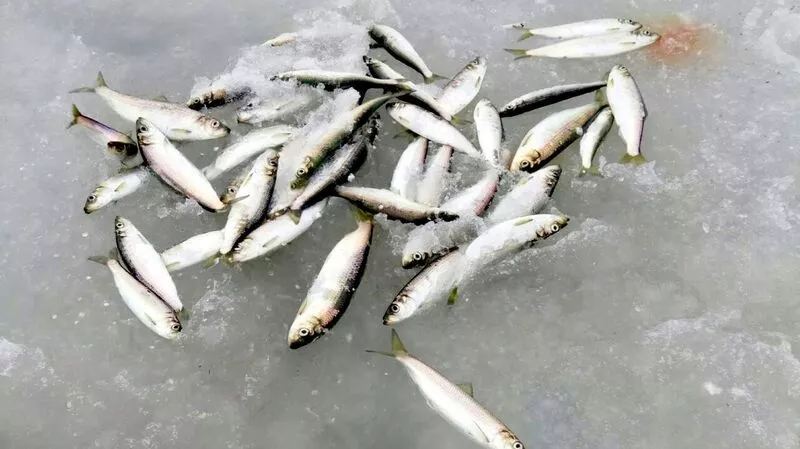 Сахалинцы гребут селедку ведрами (ВИДЕО)