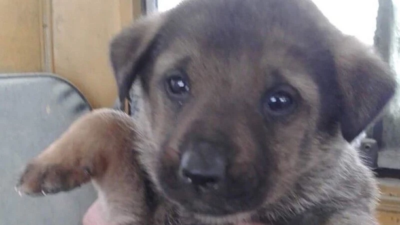 Спасенный от голодной смерти в сахалинском карьере щенок вновь оказался на улице