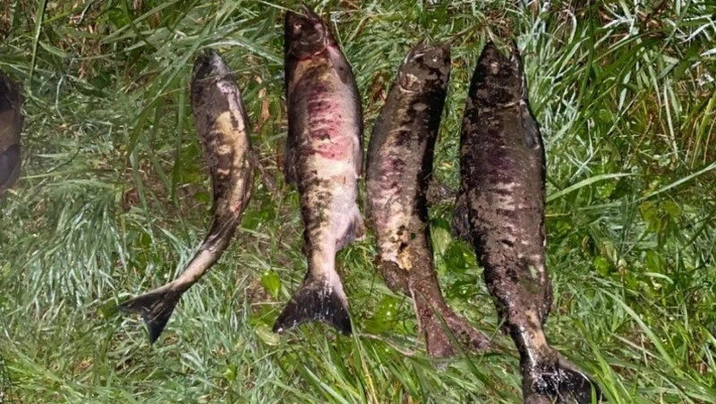 Четыре кеты обошлись сахалинскому браконьеру в 434 тысячи рублей