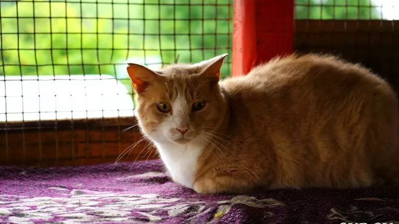 Бабушка на Сахалине на одну пенсию содержит дом, кормит себя и 22 кошки