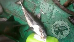 Сахалинские рыбаки поймали на удочку акулу