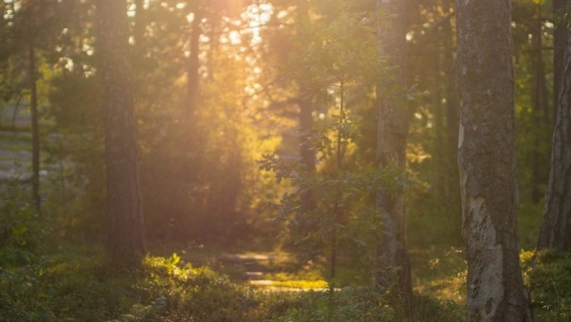Погода в Южно-Сахалинске 8 сентября: солнце и легкий ветер с юга