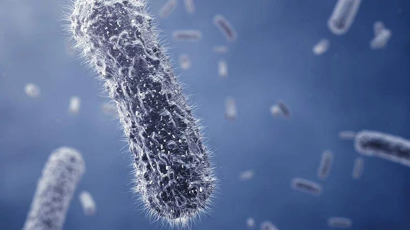 Кишечную палочку в колбасе из Приморья нашла сахалинская лаборатория