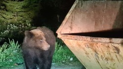 Лесничие на Сахалине не нашли медведя, который шарил в мусорном контейнере за СПГ