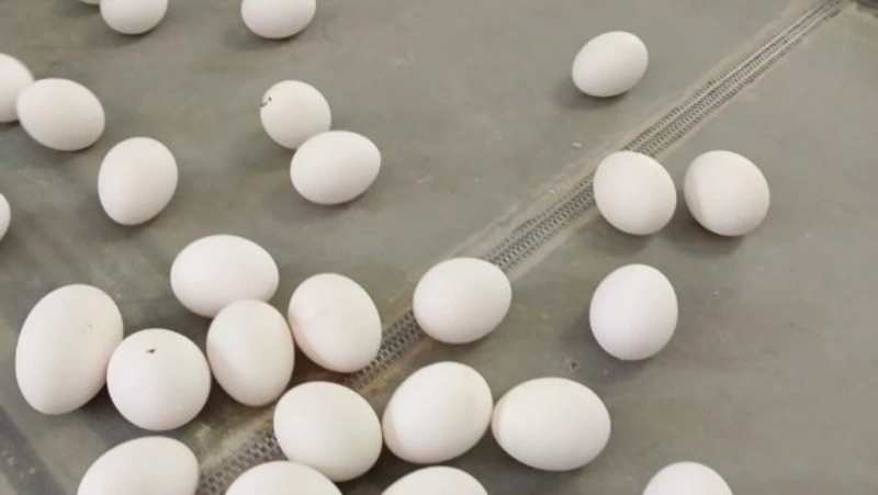 К Новому году птицефабрика «Островная» удвоит производство яиц