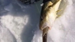 Сахалинский рыбак поймал навагу, проглотившую зубаря  