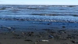 Рыбаки показали много тухлой селедки на побережье Сахалина