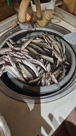 На Сахалине стартовал сезон подледной рыбалки 