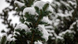 Погода на Сахалине 13 января: небольшой снег и умеренный ветер