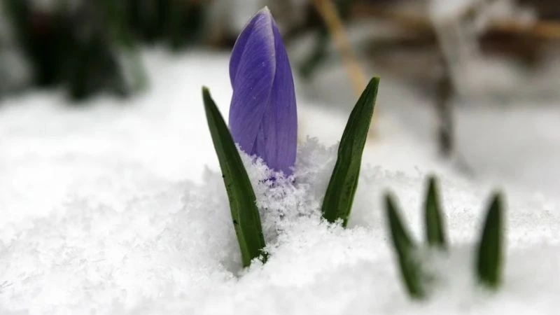 На юге Сахалина солнечно: прогноз погоды на 7 марта
