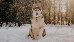 Житель Сахалина выбросил собаку в лес с «пенсией» в виде еды: соцсети