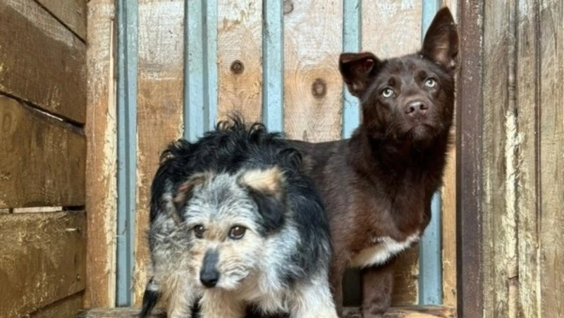 В январе мэрия Южно-Сахалинска расторгла контракты по отлову животных с ИП Яном Завадским