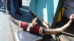 Специалисты таможни Сахалина нашли на судне из Японии незадекларированные рога буйвола