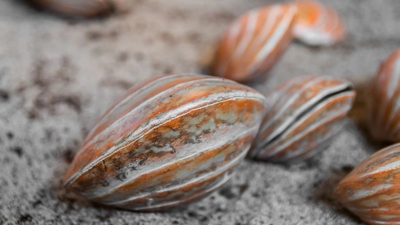 Выращивание гребешка на Сахалине затормозил пробел в правовом поле