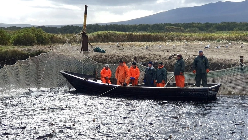 Рыбоводные заводы на Итурупе бьют рекорды по вылову лососевых