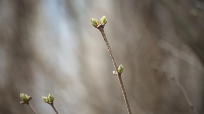 До +18 градусов и ясное небо: прогноз погоды в Южно-Сахалинске на 2 мая