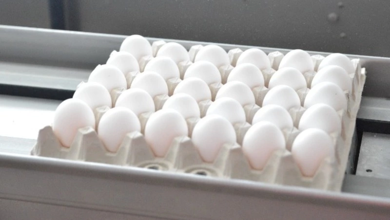 Птицефабрика «Островная» задолжала больше пяти миллионов рублей поставщику упаковки