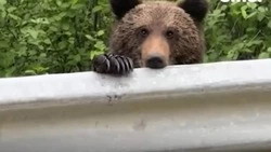 Видео: на Сахалине двое потерянных медвежат несколько суток ждут маму у трассы