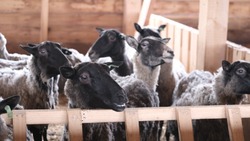 Первая крупная ферма по разведению овец и баранов появилась на Сахалине