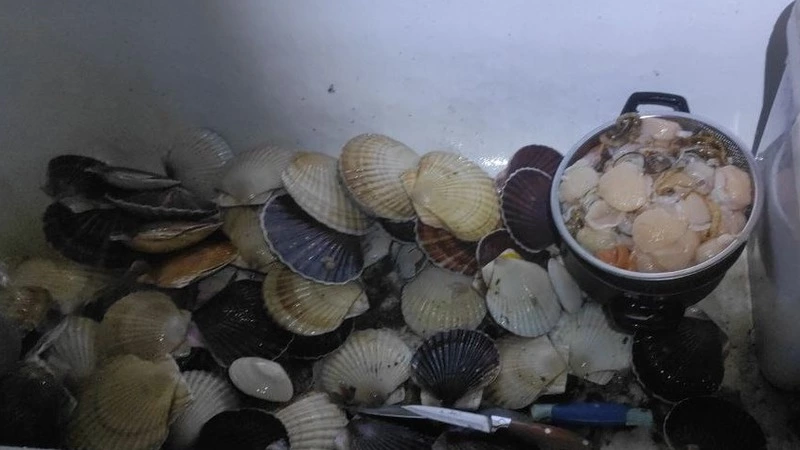 Сахалинцы собрали горы морского гребешка после циклона