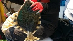 Свежую рыбу с минимальной наценкой привезли в Южно-Сахалинск и Холмск 19 декабря 