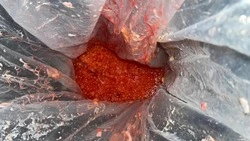 Двое браконьеров ответят в суде за незаконный вылов кеты на Курилах