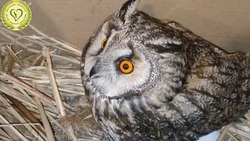 Браконьер подстрелил ушастую сову из пневморужья на Сахалине 