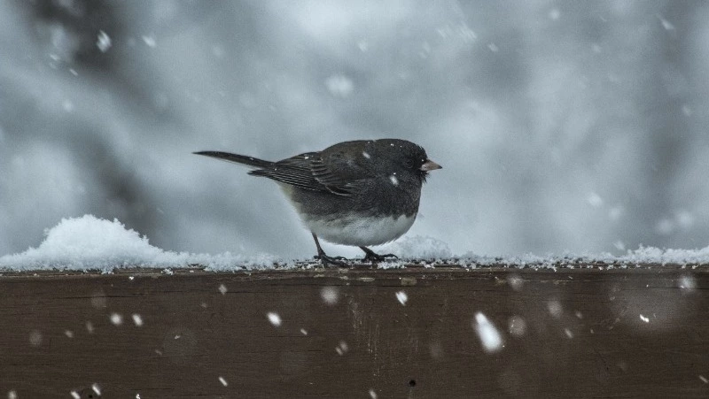 Небольшие осадки и потепление: погода в Сахалинской области 7 марта