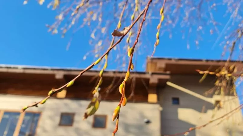 Весна заблудилась: у деревьев возле ресторана в Южно-Сахалинске набухли почки