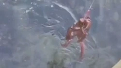 Осьминог-гигант попался на удочку сахалинских рыбаков в Невельске