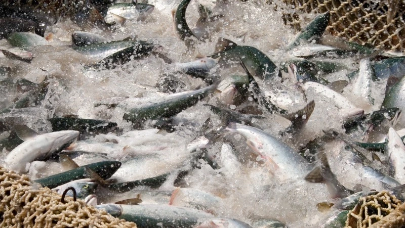 СахНИРО: до установки РУЗа в проливе Красноармейский могло гибнуть до 35 тысяч особей кеты