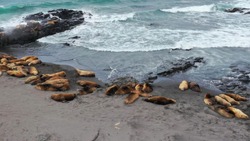 Известный блогер показал лежбище сивучей и пейзажи Курильских островов