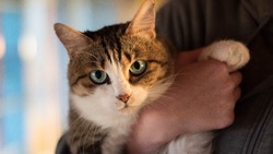 Миниатюрная Маша: кошка с большими глазами и бойким характером ждет своего хозяина