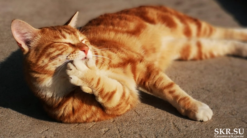 Курильский бобтейл с Итурупа стал объектом паломничества отдыхающих