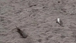 Люди руками ловили горбушу в бухте Тихой на Сахалине