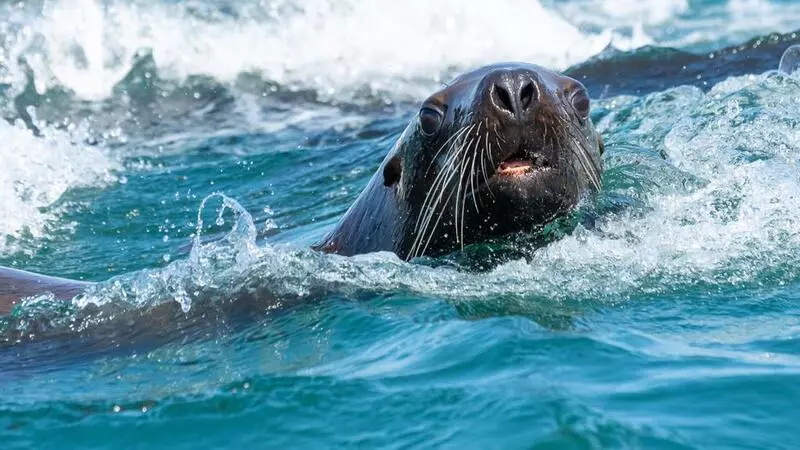 Турфирмы Сахалина подняли цены на путешествия к сивучам