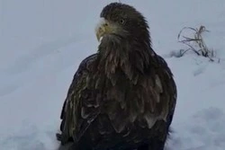 «Приземлился поесть»: житель Кунашира поделился видео с орланом прямо у дороги