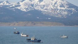 На промысел минтая вышло больше 40 сахалинских судов в Охотское море