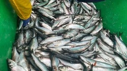 В Макарове 1 мая бесплатно раздадут свежую сельдь