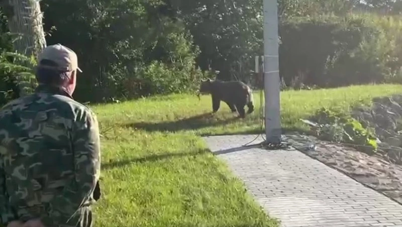 Медведь стащил рыбу с лососевого завода на Курилах