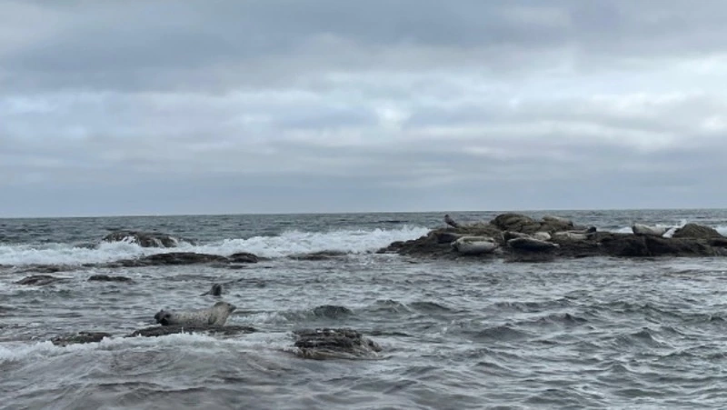 Дождливо и ветрено будет в Сахалинской области 9 августа