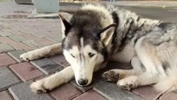 Сахалинский «Хатико» четыре дня прождал хозяина в аэропорту Южно-Сахалинска